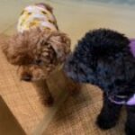 chanfoo さんのプロフィール写真