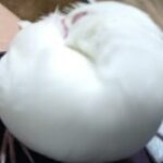 Chiaki さんのプロフィール写真